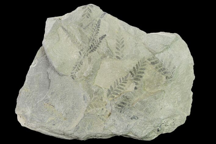 Pennsylvanian Fossil Fern (Neuropteris) Plate - Kentucky #137732